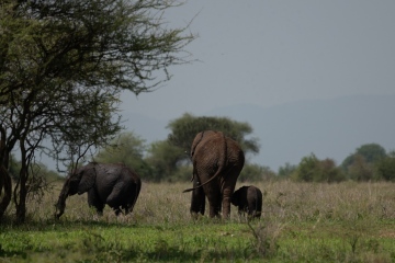 Arusha-NP-Elephant-Family-Atroll