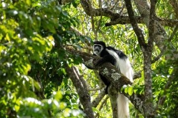 Black-and-White-Colobus-Peering-Through