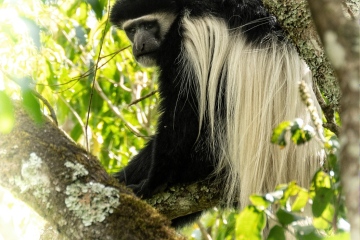 Black-and-White-Colobus-Portrait