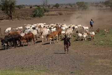Masi-Mara-Herder