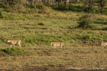 Ndutu-Cheetah-Dejection