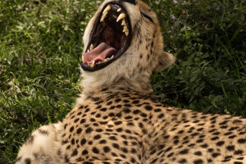 Ndutu-Cheetah-Dental-Work