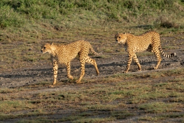 Ndutu-Cheetah-Run-Off-The-Kill