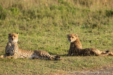 Ndutu-Cheetah-Stare-Down