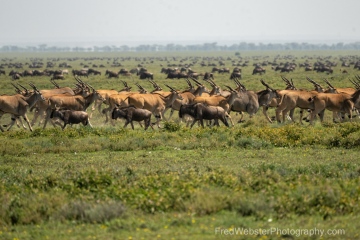 Ndutu-Eland-On-The-Move