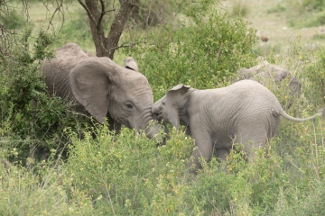 Ndutu-Elephant-Love-3