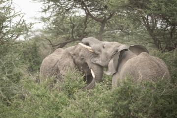 Ndutu-Elephant-Playtime-2