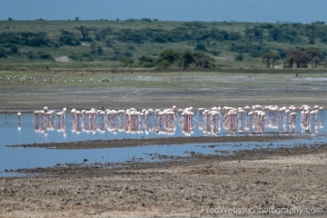 Ndutu-Flamingo-Head-In-The-Sand