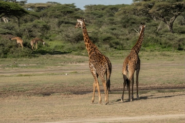 Ndutu-Giraffe-Mirror-Image
