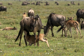 Ndutu-Gnu-Calve-Nursing