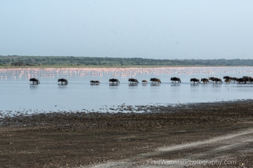 Ndutu-Gnu-Crossing