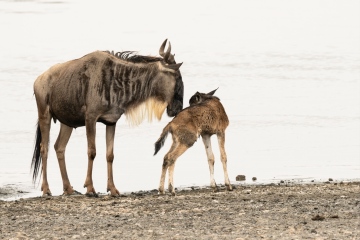 Ndutu-Gnu-Moment