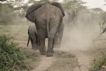 Ndutu-Headed-Down-The-Road