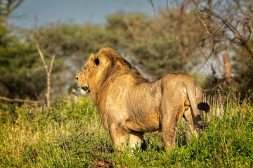 Ndutu-King-Scouting-His-Country