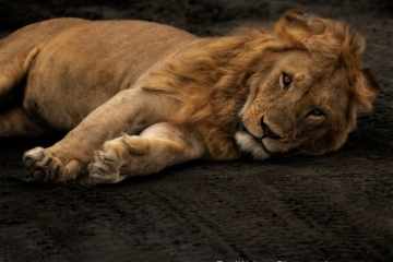 Ndutu-Lion-At-Rest