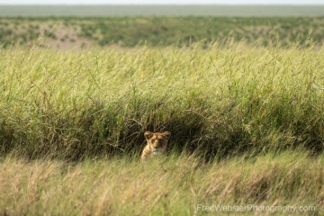 Ndutu-Lion-In-Cover