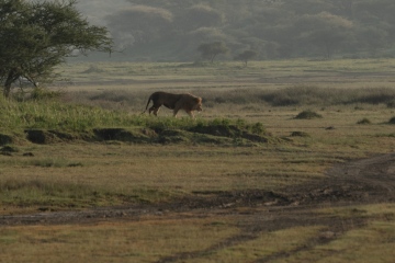 Ndutu-Lion-Location