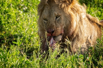 Ndutu-Lion-Luncheon