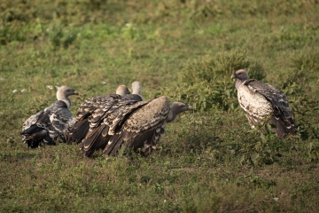 Ndutu-Vulture-Conference