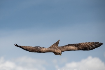 Ngorongoro-Black-Kite-In-The-Clouds-3