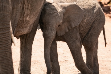 Ngorongoro-Camera-Shy