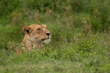 Ngorongoro-Camio-Appearance