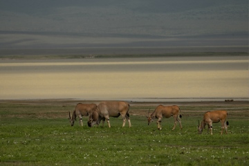 Ngorongoro-Eland-Short-Grass-Grazers