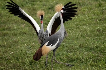 Ngorongoro-Grey-Crowned-Full-Display