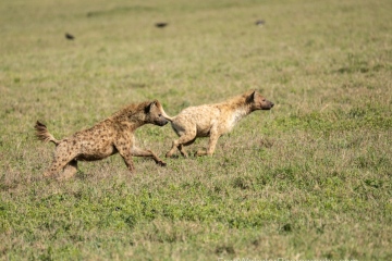 Ngorongoro-Hyenas-Gather-Around-The-Kill