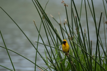 Ngorongoro-Lesser-Masked-Weaver