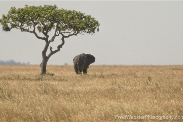 Serengeti-Lone-Bull-Wandering-The-Savannah