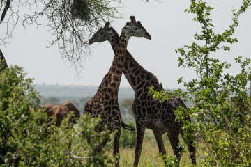 Tarangire-Giraffe-necking
