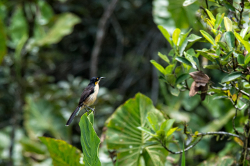 Black-capped-Donacobius