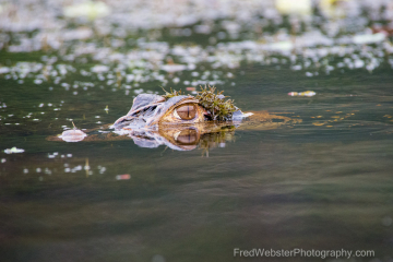 Caiman-with-camo