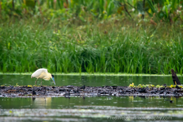 Capped-Heron-soft-and-subtle-colour