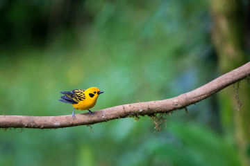 Golden-Tanager