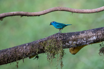 Golden-napped-Tanager