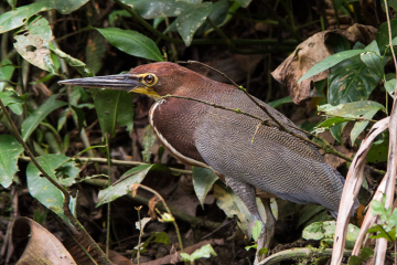 Green-Heron-Closeup-wp