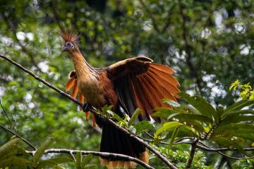 Hoatzin-Display