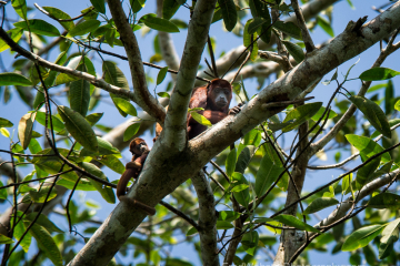 Howler-Monkey-family