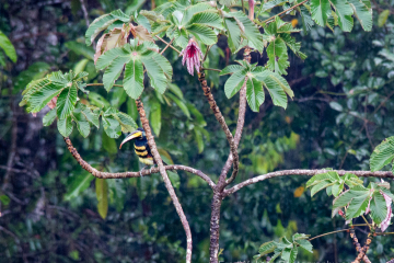 Many-banded-Aracari-peeking-out