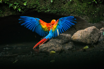 N-Macaw-Display