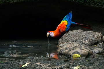 N-Macaw-Taking-a-Sip