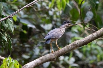 Striated-Heron