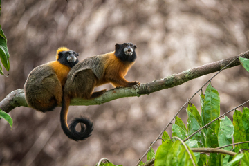 Tamarin-Pair-Pose