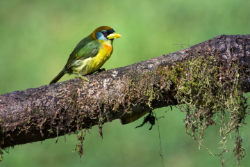 Female Red-Headed Barbet