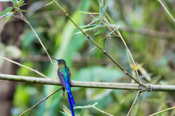 Violet-Tailed-Sylph