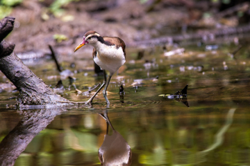 Wattled-Jacana-closeup