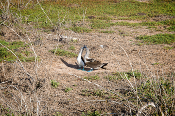 G-Blue-Footed-Courting-Moves