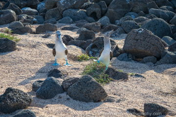 Blue-Footed-Dancing-Moves